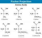 Fischer Projection: Definition, Illustration, and Examples