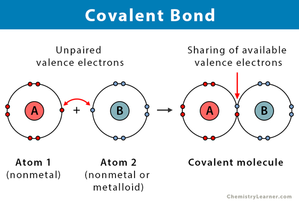 Covalent Bond: Definition, Types, and Examples