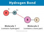 Hydrogen Bond: Definition, Types, and Examples