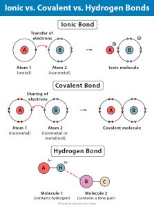 Hydrogen Bond: Definition, Types, and Examples