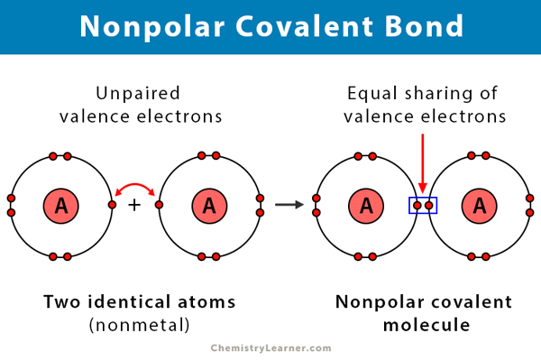 Nonpolar Covalent Bond Definition | Hot Sex Picture