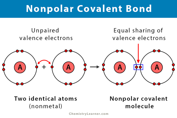 Which Of The Following Molecules Contains A Nonpolar Covalent Bond