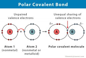 Polar Covalent Bond: Definition and Examples