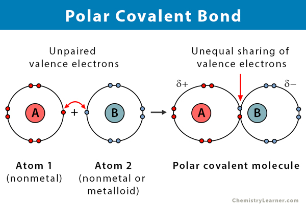 Polar Covalent Bond Definitions Types And Examples - vrogue.co