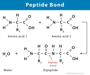 Peptide Bond: Definition, Structure, Mechanism, and Examples