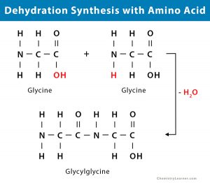 Dehydration Synthesis: Definition, Examples, and Equations