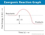 Exergonic Reaction: Definition, Equation, Graph, and Examples