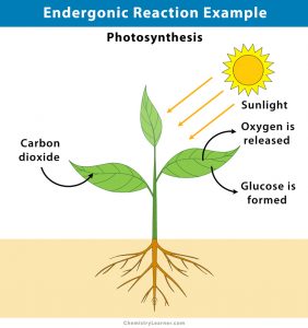 Endergonic Reaction: Definition, Examples, and Graph