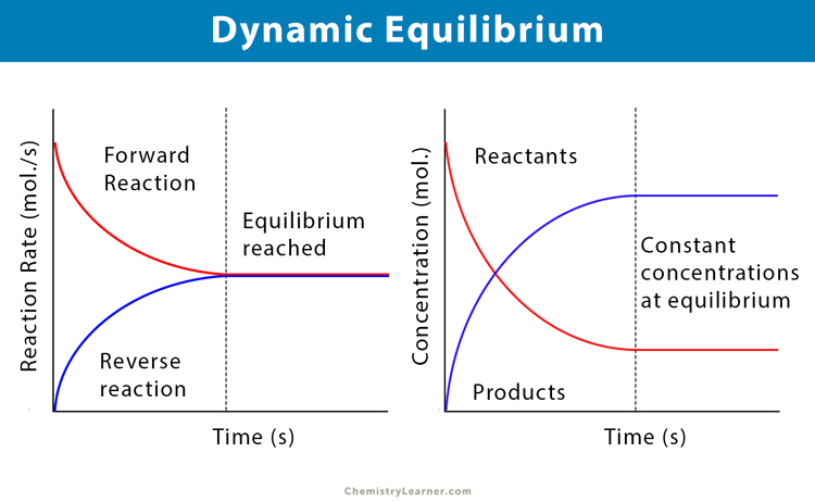 Why Is Dynamic Used To Describe Chemical Equilibrium