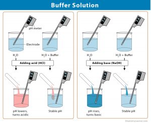 function of buffer solution in experiment