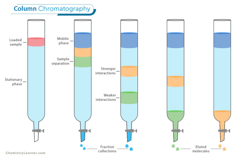 Column Chromatography: Definition, Purpose, Types & Applications